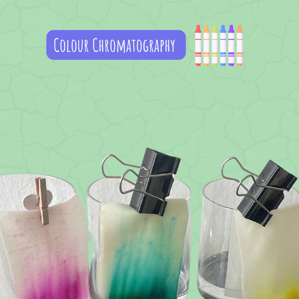 Colour chromatography experiment for kids
